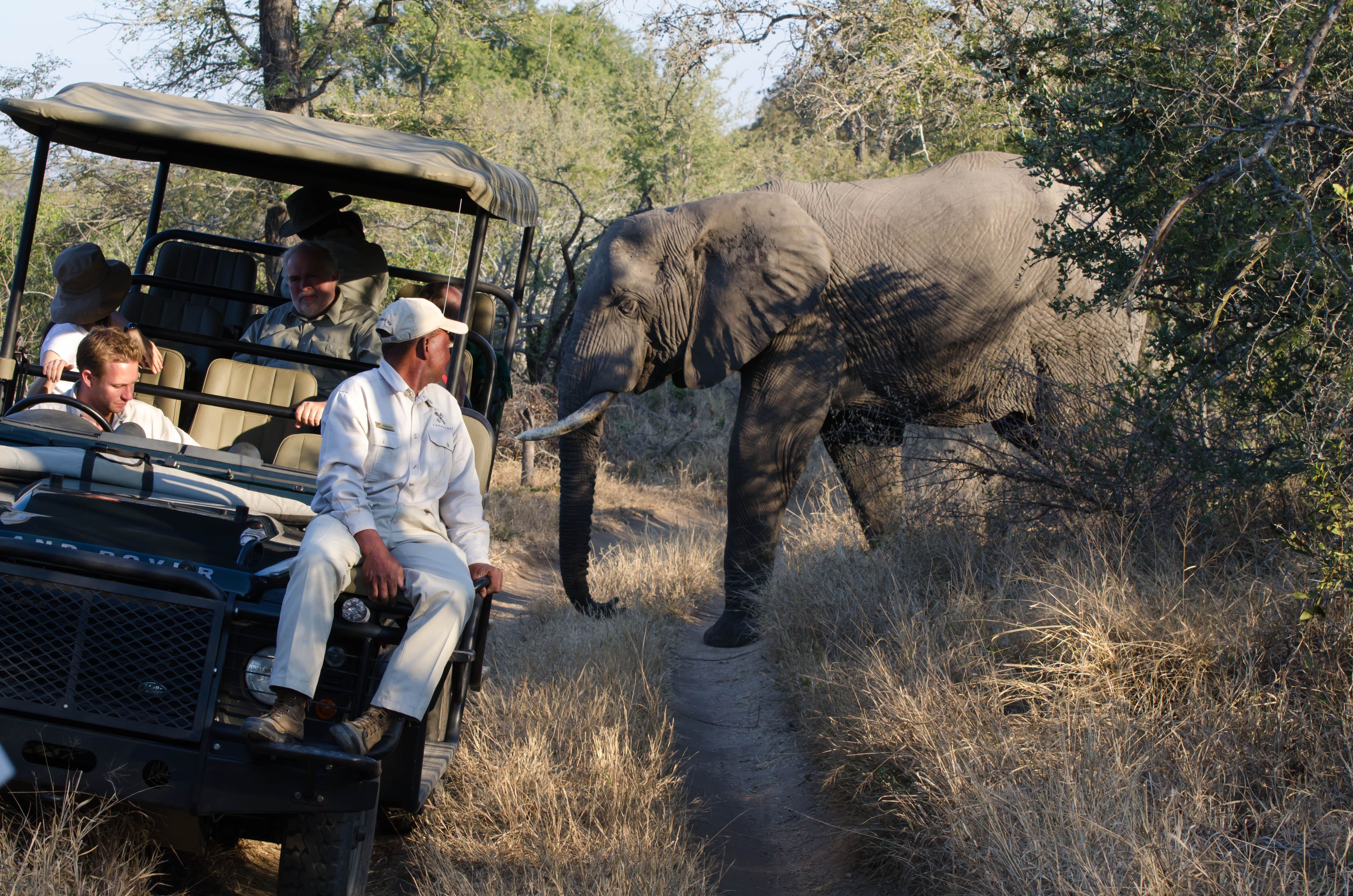 Beyond the Safari Vehicle: Why Safari Guiding Is One of Africa's Most Exciting Careers